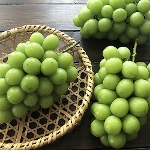 ���˂�����̃V���C���}�X�J�b�g�Q�[�l���� �R�`���Y